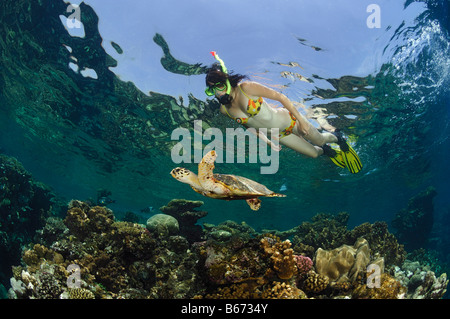 Tartaruga embricata e Reef Eretmochelys imbricata Marsa Alam Red sea Egypt Foto Stock