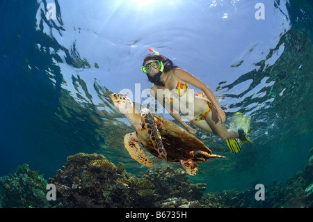 Tartaruga embricata e Reef Eretmochelys imbricata Marsa Alam Red sea Egypt Foto Stock