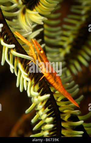 Crinoide gamberetto commensale Periclimenes amboinensis Alor Lesser Sunda Islands Indo Pacific Indonesia Foto Stock