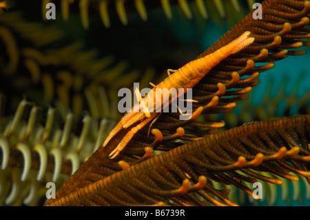 Crinoide gamberetto commensale Periclimenes amboinensis Alor Lesser Sunda Islands Indo Pacific Indonesia Foto Stock