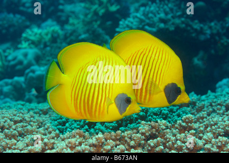 Endemica Butterflyfishes Limone Chaetodon semilarvatus Marsa Alam Red sea Egypt Foto Stock