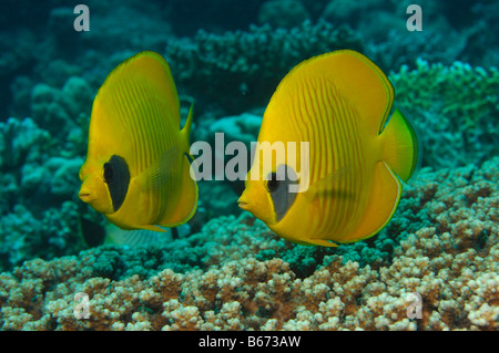 Endemica Butterflyfishes Limone Chaetodon semilarvatus Marsa Alam Red sea Egypt Foto Stock