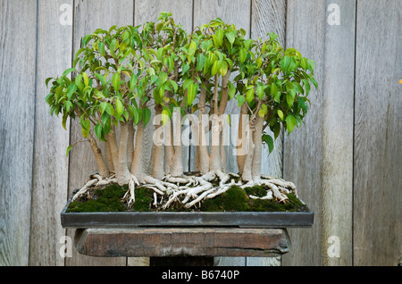 Ficus foresta (ficus benjamina) coltivate come bonsai (22 alberi). A Huntington Botanical Gardens, Santa Monica, STATI UNITI D'AMERICA Foto Stock