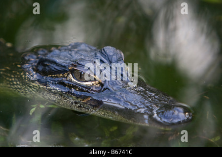 Baby alligator nell'acqua Foto Stock