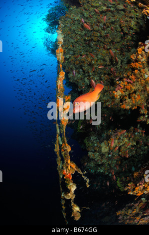 Il cuculo Wrasse presso il Reef Labrus bimaculatus Susac isola mare adriatico Croazia Foto Stock