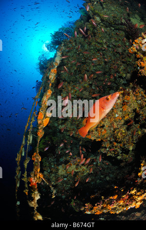 Il cuculo Wrasse presso il Reef Labrus bimaculatus Susac isola mare adriatico Croazia Foto Stock