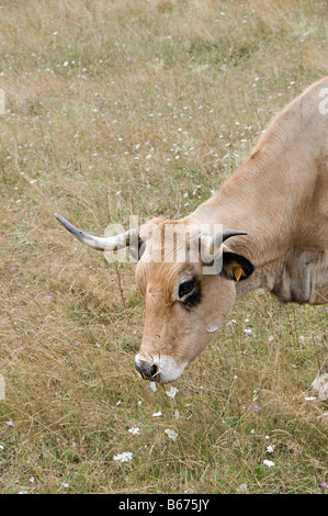 Le mucche al pascolo in un campo in southen Francia guardando a voi o me Foto Stock