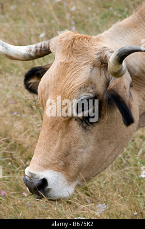 Le mucche al pascolo in un campo in southen Francia guardando a voi o me Foto Stock