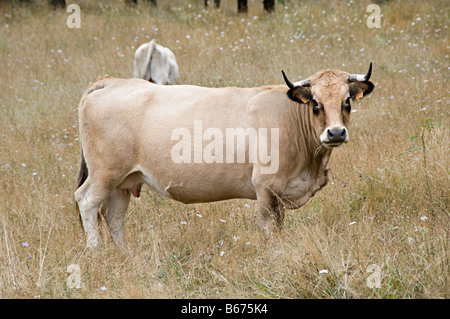 Le mucche al pascolo in un campo in southen Francia guardando a voi o me Foto Stock