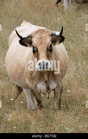 Le mucche al pascolo in un campo in southen Francia guardando a voi o me Foto Stock