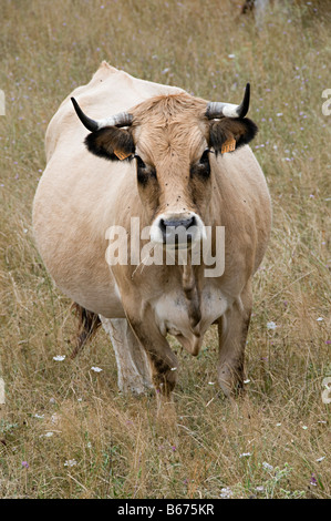 Le mucche al pascolo in un campo in southen Francia guardando a voi o me Foto Stock