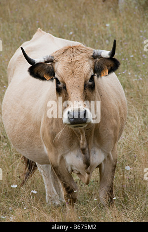 Le mucche al pascolo in un campo in southen Francia guardando a voi o me Foto Stock