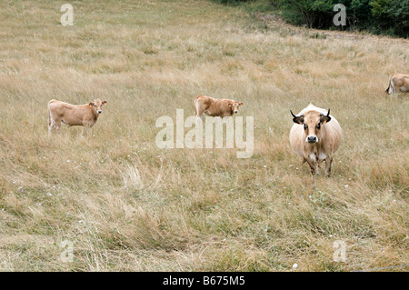 Le mucche al pascolo in un campo in southen francia Foto Stock