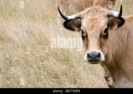 Le mucche al pascolo in un campo in southen Francia guardando a voi o me Foto Stock