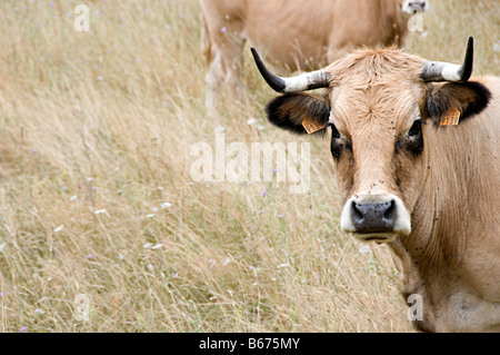 Le mucche al pascolo in un campo nel sud della Francia guardando a voi o me Foto Stock