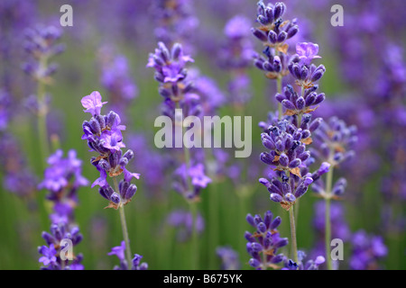 " Lavanda Lavandula angustifolia' lilla viola le teste dei fiori, macchia mediterranea Foto Stock