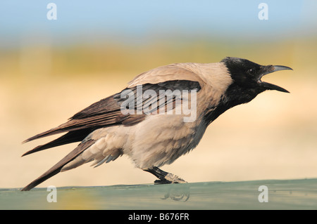 Israele pianure costiere cornacchia mantellata Corvus cornix Marzo 2008 Foto Stock