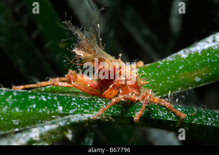 Majoid granseola in erba di mare Maja crispata Susac isola mare adriatico Croazia Foto Stock