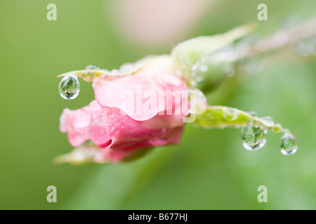 Rugiada su un fiore Foto Stock