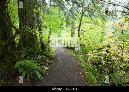 Percorso attraverso il Silver Falls state park Foto Stock