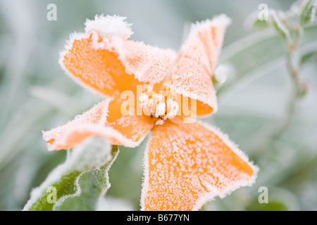 La brina su un fiore di arancia Foto Stock