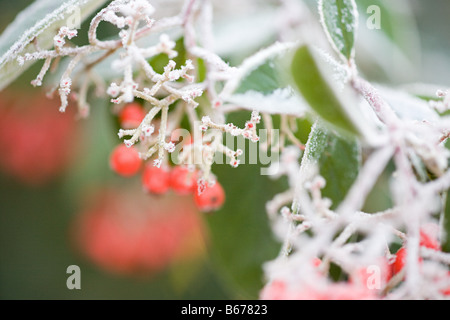 Coperto di brina bacche Foto Stock