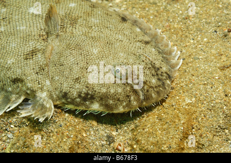 Sogliola Solea solea Pirano Mare Adriatico Slovenia Foto Stock