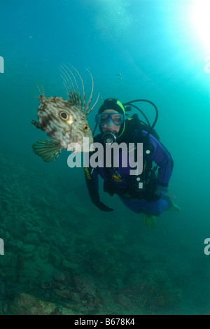 John Dory e subacqueo Zeus Faber Pirano Mare Adriatico Slovenia Foto Stock