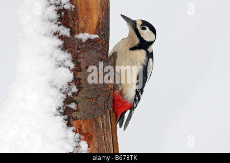 Femmina di Picchio rosso maggiore Dendrocopus major rovistando su una coperta di neve tronco di albero Foto Stock