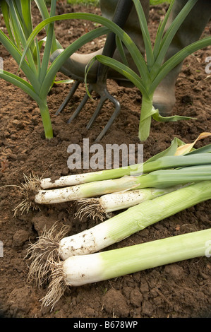 Giardiniere scavo porri Foto Stock