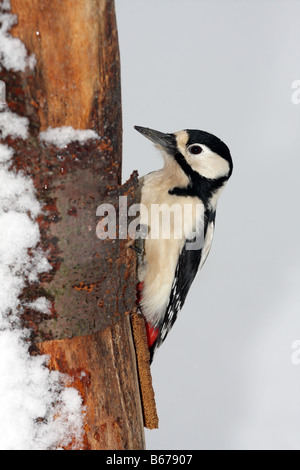 Femmina di Picchio rosso maggiore Dendrocopus major alimentare su strade coperte di neve tronco di albero Foto Stock