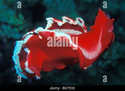 Spanish Dancer Nudibranch Hexabranchus sanguineus Marsa Alam Red sea Egypt Foto Stock