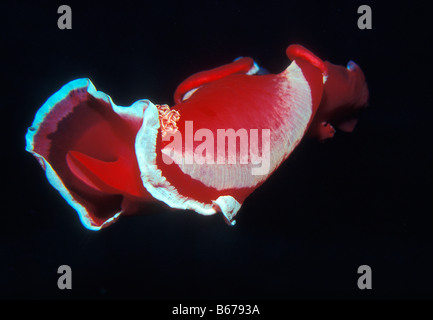 Spanish Dancer Nudibranch Hexabranchus sanguineus Marsa Alam Red sea Egypt Foto Stock