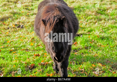 Pony Osterley Park London Foto Stock