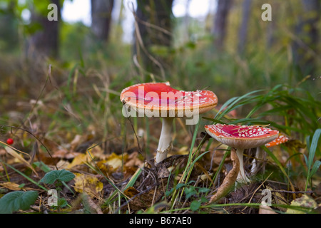 Paesaggio di legno con volare agarics Foto Stock