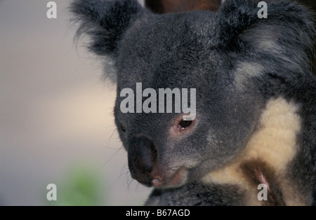 Il Koala PHASCOLARCTOS CINEREUS essenze arboree marsupiale feed su foglie di eucalipto AUSTRALIA animali animali essenze arboree australia australia Foto Stock