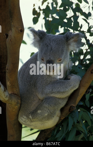 Il Koala Phascolarctos cinereus seduto in un albero forcella animali Australia Australien Beutelbaer Beutelbaeren Beutelsaeuger Beuteltie Foto Stock