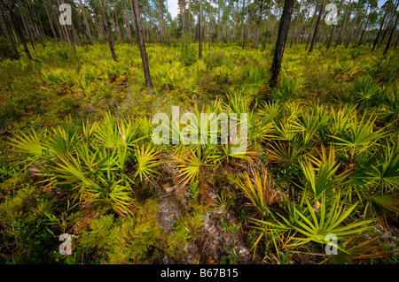 Pine flatwoods North Florida Foto Stock