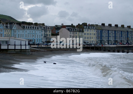 Due cani giocando su Aberystwyth Beach Foto Stock