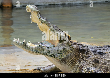 Il denaro è al sicuro nella bocca del coccodrillo, Samut Prakan Crocodile Farm e Zoo Foto Stock