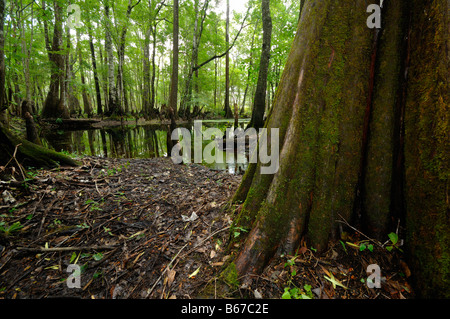 Cipresso calvo Taxodium distichum chickenbranch lavello wakulla county north florida Foto Stock