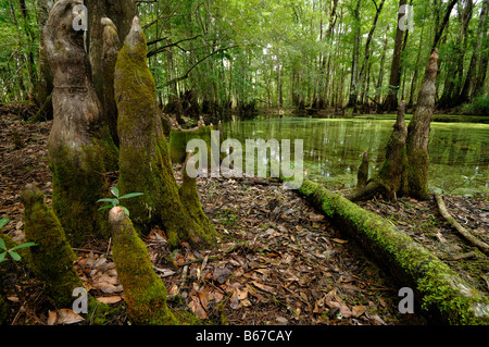 Cipresso calvo Taxodium distichum chickenbranch lavello wakulla county north florida Foto Stock