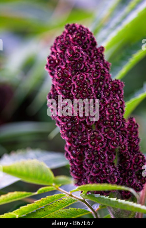 Rhus typhina - Feste di addio al celibato il corno Sumach, frutti in autunno. Foto Stock