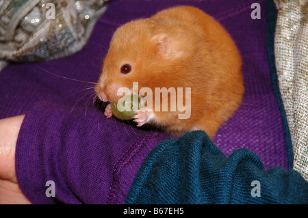 Un criceto dorato degli animali un'uva nella sua bocca mentre è seduto sul braccio di una giovane donna. Foto Stock