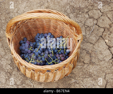 Le uve rosse in un cesto su un terreno asciutto Foto Stock