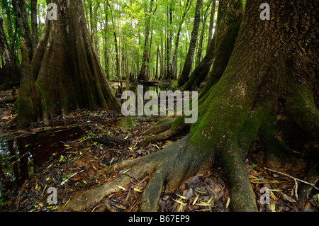 Cipresso calvo Taxodium distichum chickenbranch lavello wakulla county north florida Foto Stock