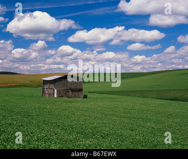 WASHINGTON vecchio capannone in una fattoria campo nell'area Palouse di Eastern Washington Foto Stock