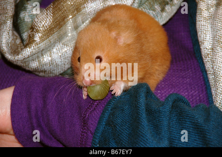 Un criceto dorato degli animali un'uva nella sua bocca mentre è seduto sul braccio di una giovane donna. Foto Stock