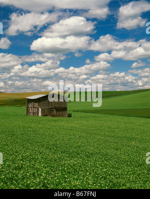 WASHINGTON vecchio capannone in una fattoria campo nell'area Palouse di Eastern Washington Foto Stock