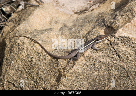A becco lungo Dragon (Amphibolurus longirostris) crogiolarsi sulle rocce in Kalbarri, Australia occidentale Foto Stock